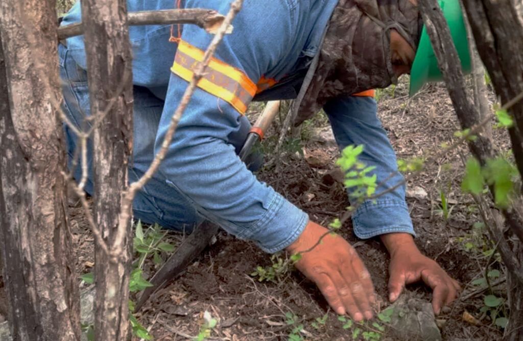 Solución en identificación de especies forestales