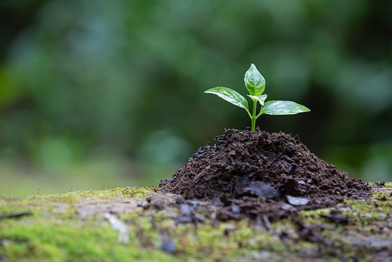 reforestación de plantas