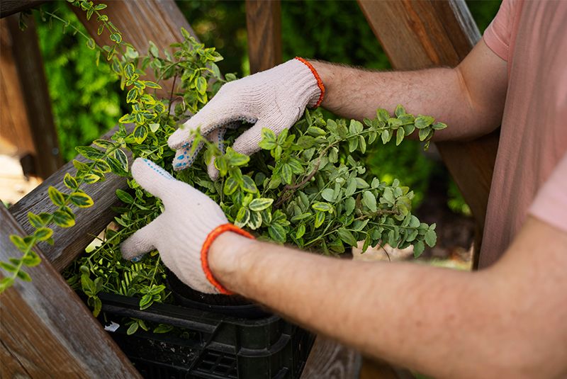 persona cuidando de las plantas