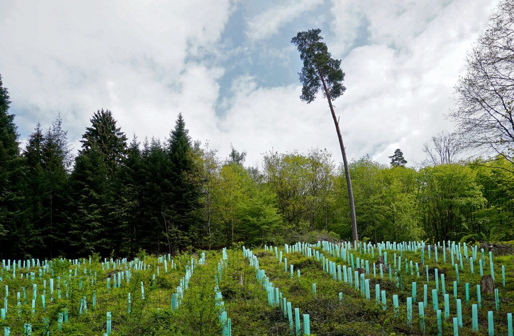 soluciones: reforestación