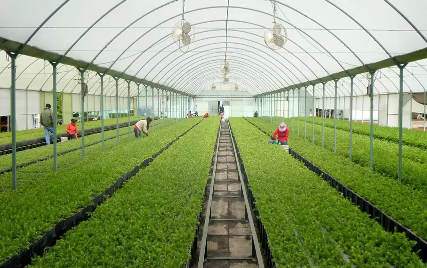 personas cultivando en un vivero