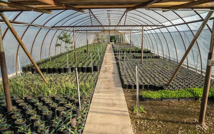 vivero de diferentes plantas 