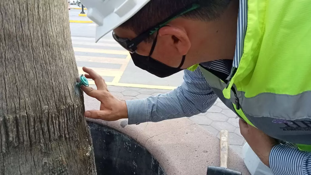 perforación de tronco de arbol para endoterapia