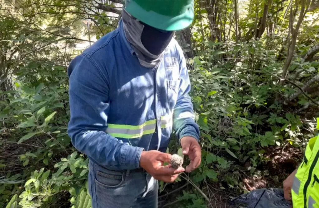 Hombre identificando especie