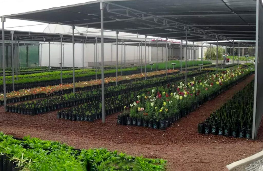 Vivero ornamental