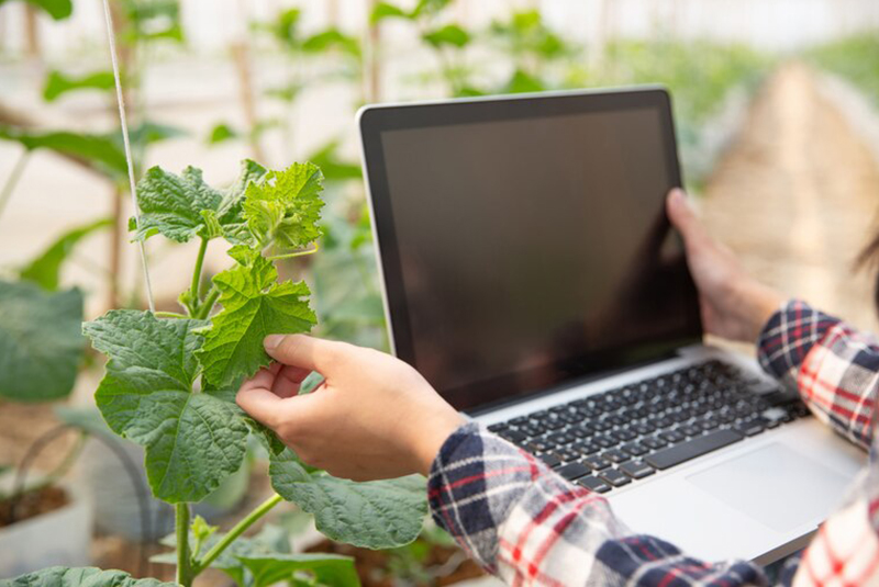 persona utilizando la tecnología apara el cuidado de las planta s