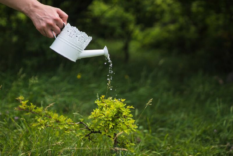 riego de jardín con poca agua 