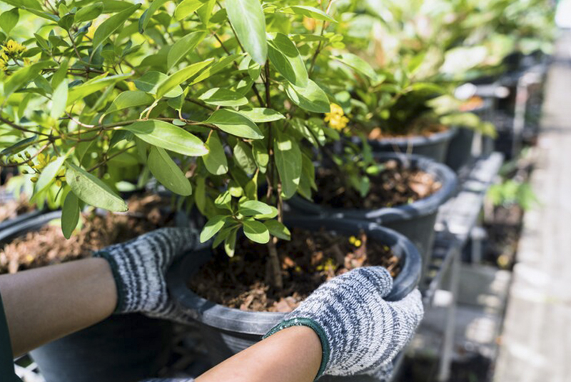 persona plantando macetas con plantas