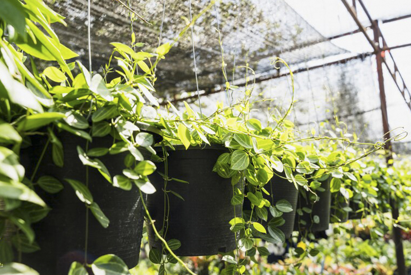 Vivero donde se encuentran todo tipo de plantas 