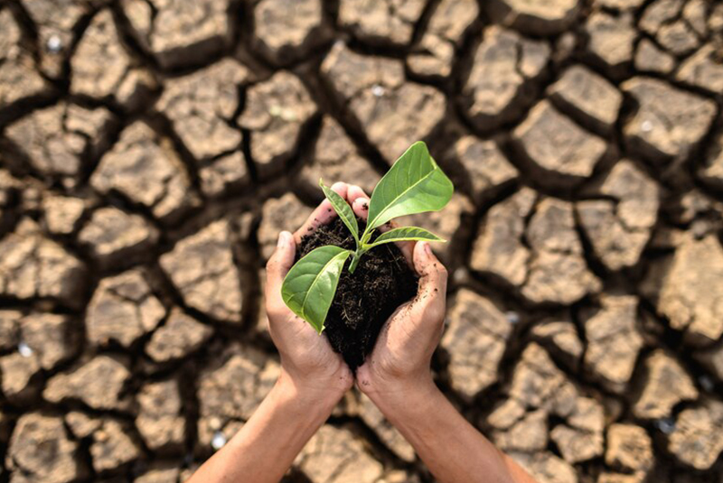 Plantando en época de sequía