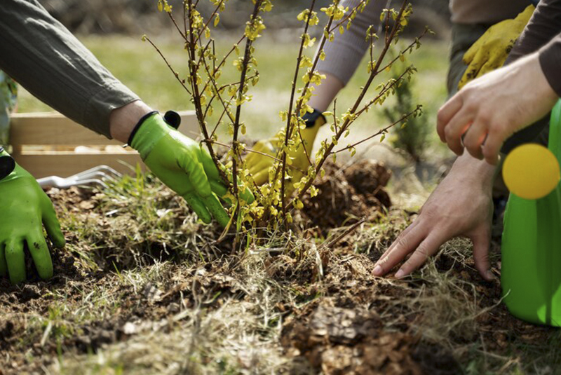 Personas plantando un árbol