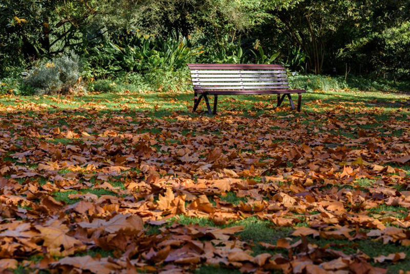 otoño en parque 