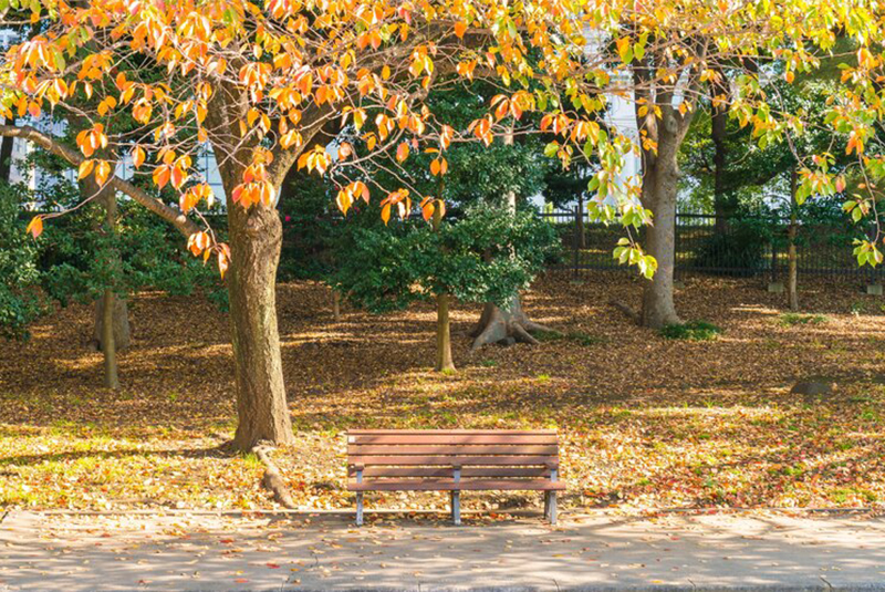 jardín en otoño