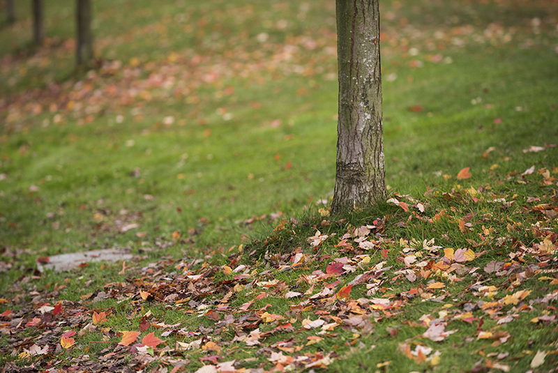 área verde en épocas del otoño