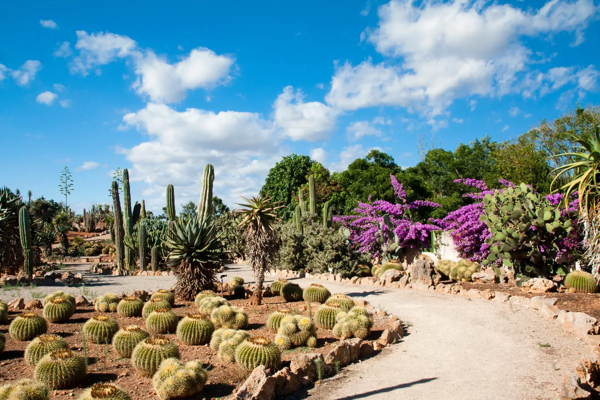 Cactus y suculentas