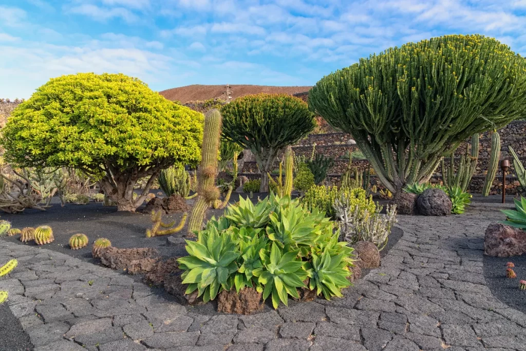 Suculentas y Cactus Jardin