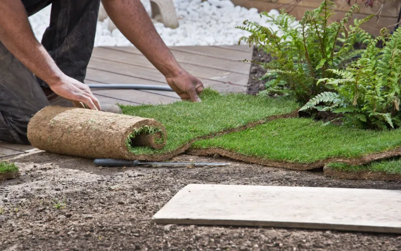 Pasto Natural para mantenimiento de jardines en SLP