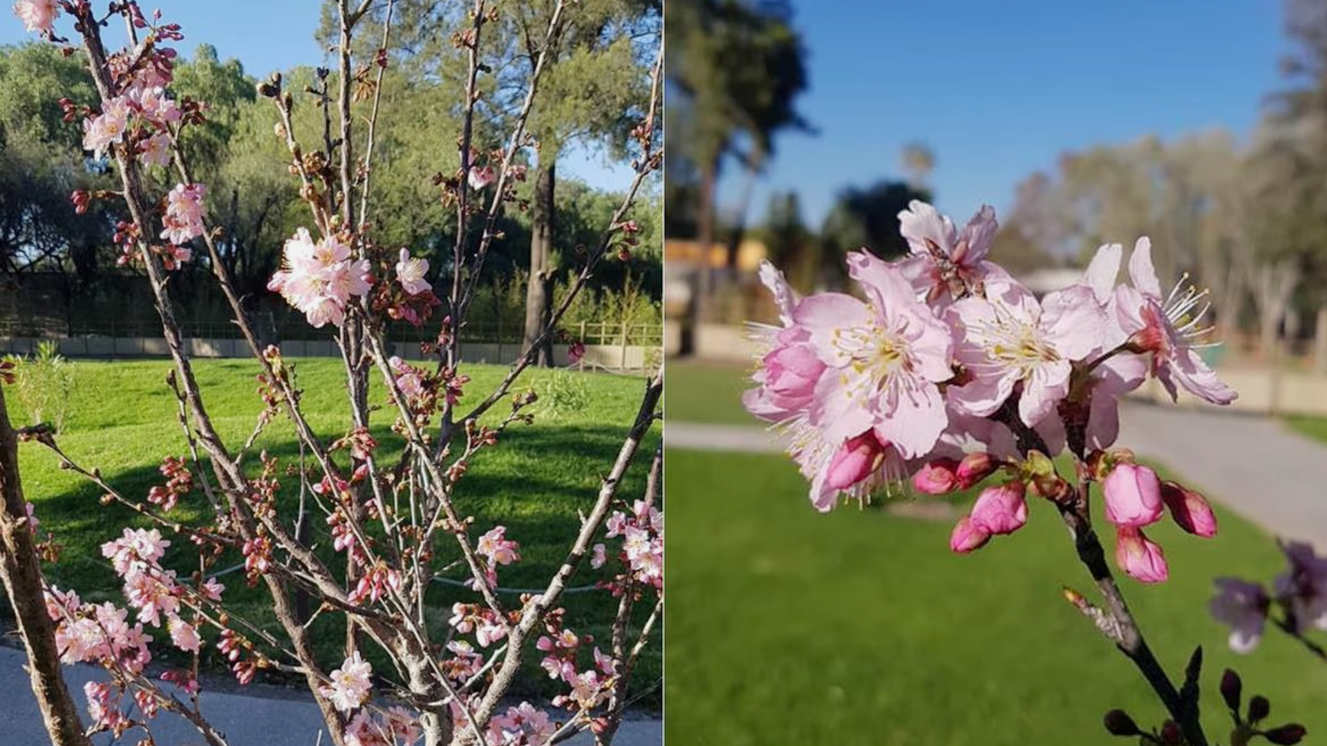 HR Jardinería (77)