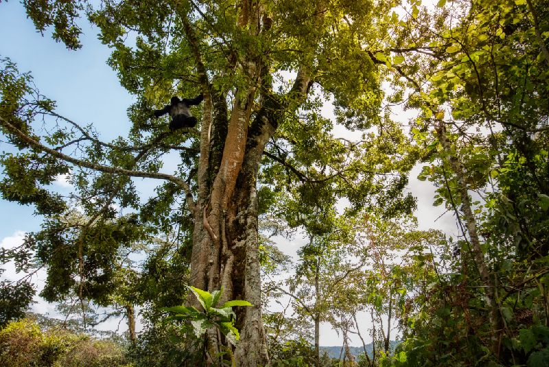 Arboles plantas naturaleza