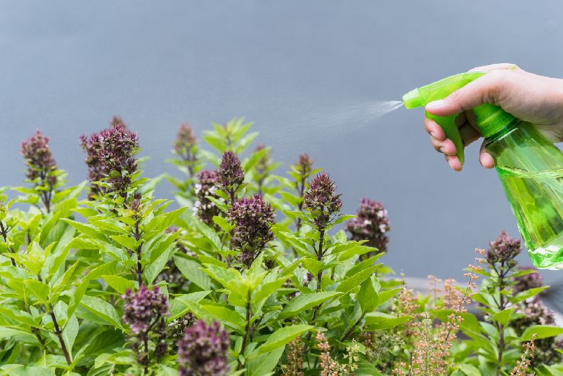 rocio de plantas para endoterapia