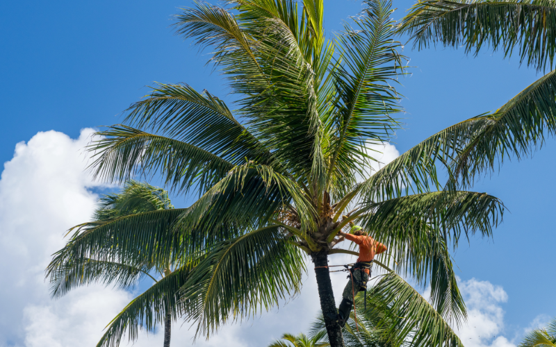 Tratamiento de palmas con endoterapia SOSPALM en empresa de San Luis Potosí